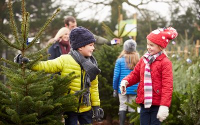Buy Christmas Trees Dublin: Collect or Delivered