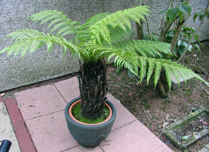 Tree Fern - Dicksonia antartica