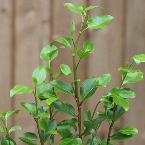Griselinia