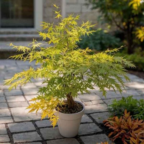 Acer