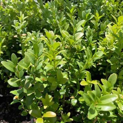 Buxus