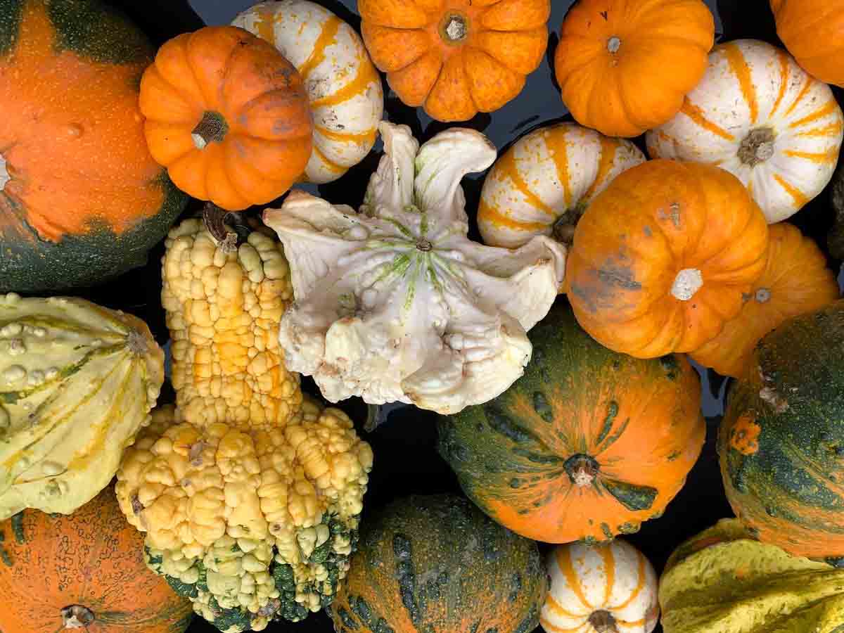 gourds2
