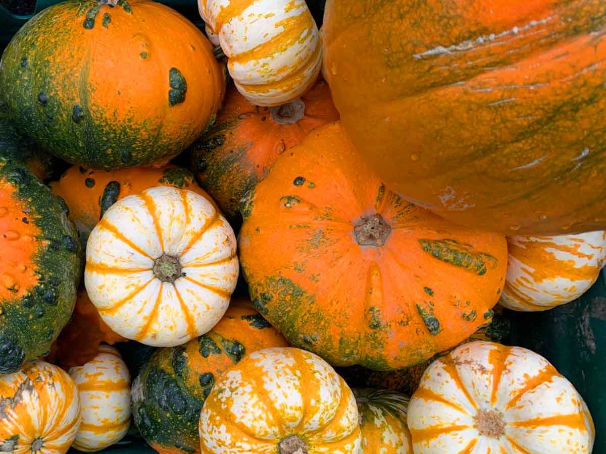 gourds5