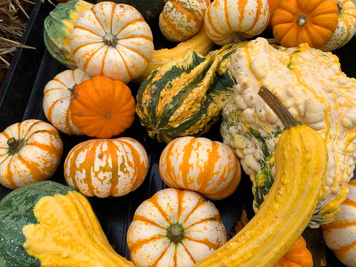 gourds6