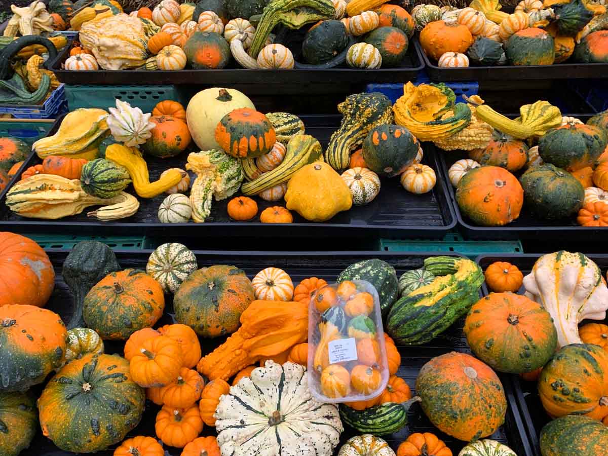 gourds7